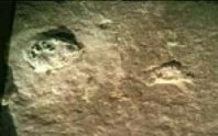 The trilobite fossil, supposedly crushed beneath the footprint.